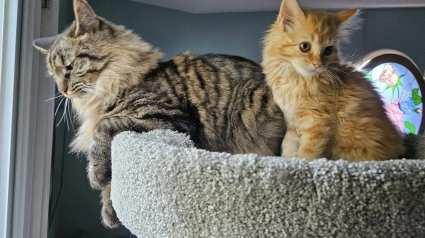 Illustration : Un chaton qui vivait seul sous une terrasse trouve une famille aimante et une meilleure amie pour la vie 