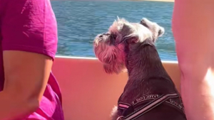 Illustration : "Habitué à voyager avec sa famille, ce chien sourd et âgé profite d'une excursion en bateau pour contempler la beauté du paysage (vidéo)"