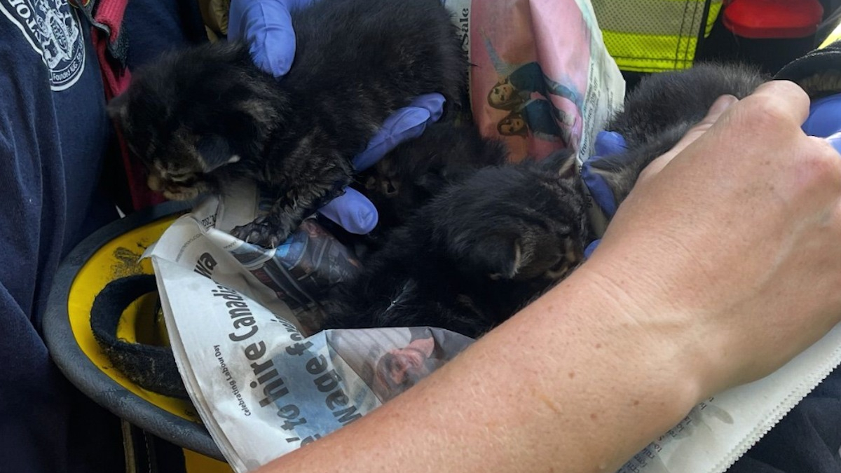 Illustration : "Des pompiers sauvent une chatte lors d'un incendie, puis retourne à l'intérieur du logement pour secourir ses chatons de 2 semaines"