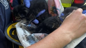 Illustration : Des pompiers sauvent une chatte lors d'un incendie, puis retourne à l'intérieur du logement pour secourir ses chatons de 2 semaines