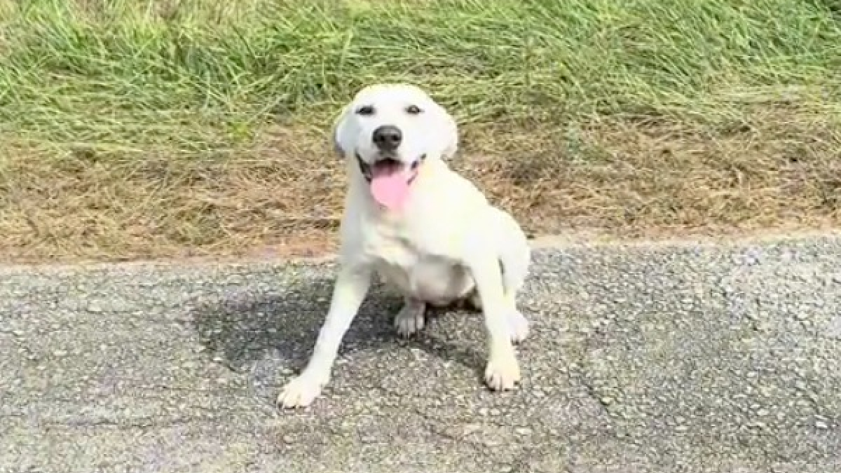 Illustration : "Un chiot abandonné sous une chaleur accablante est sauvé une mère de famille bienveillante (vidéo)"