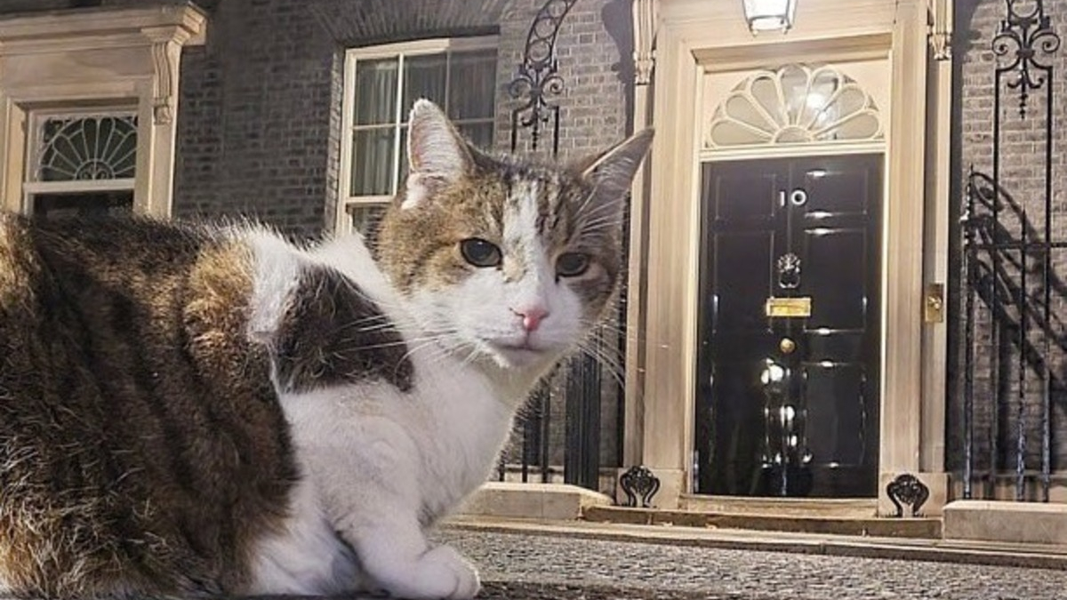 Illustration : "Larry le chat souricier de la résidence officielle du Premier Ministre au Royaume-Uni perd son statut de seul félin vedette avec l'arrivée de deux nouveaux chats"