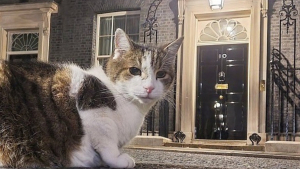 Illustration : "Larry le chat souricier de la résidence officielle du Premier Ministre au Royaume-Uni perd son statut de seul félin vedette avec l'arrivée de deux nouveaux chats"