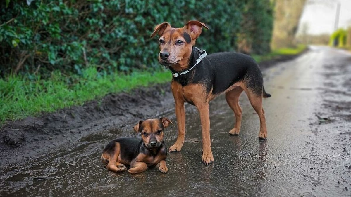 Illustration : "14 photos de chiens combinant leurs portraits en tant que chiots et à l’âge adulte"