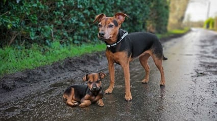 Illustration : 14 photos de chiens combinant leurs portraits en tant que chiots et à l’âge adulte