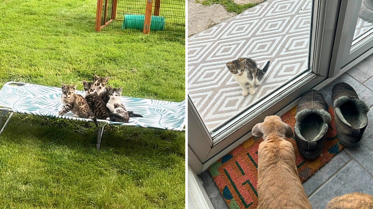 Illustration : "Un couple découvre une famille de chats dans son jardin et décide de lui offrir une vie meilleure (vidéo) "