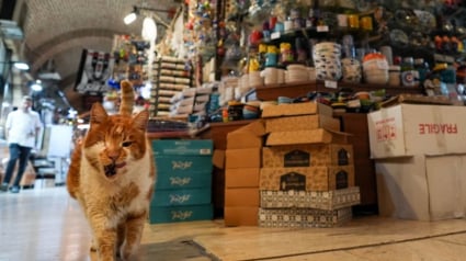 Illustration : Depuis 17 ans, une chatte embellit la journée des vendeurs sur un souk de Turquie 