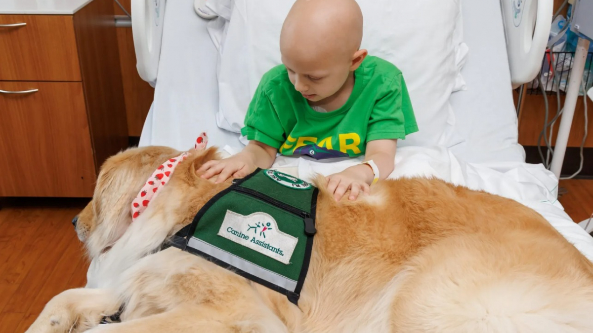 Illustration : "Quand il sait que son chien de thérapie est là, ce jeune garçon malade trouve la motivation d’aller à l’hôpital "