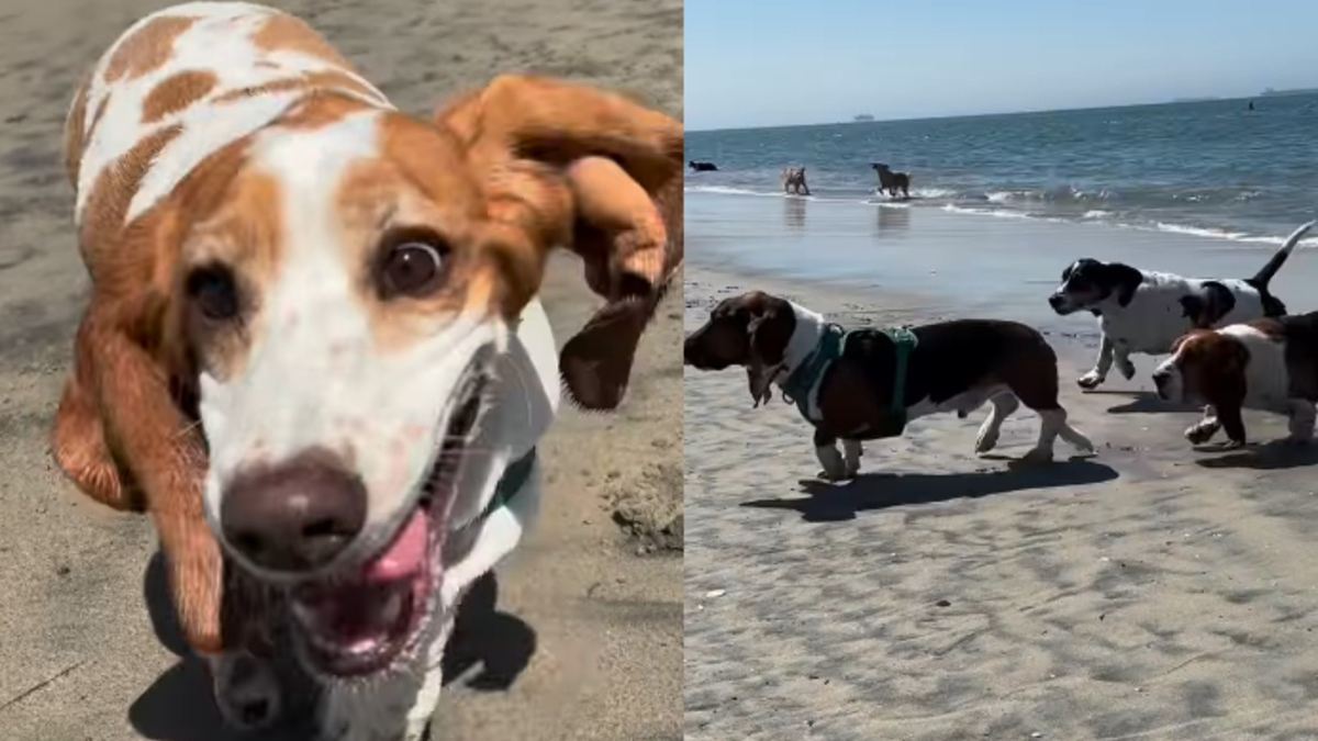 Illustration : "Des dizaines de Basset Hounds se donnent rendez-vous à la plage lors d'un évènement joyeux et convivial (vidéo)"