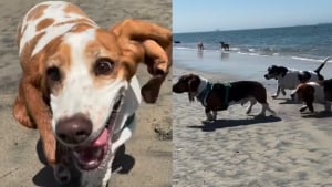 Illustration : "Des dizaines de Basset Hounds se donnent rendez-vous à la plage lors d'un évènement joyeux et convivial (vidéo)"