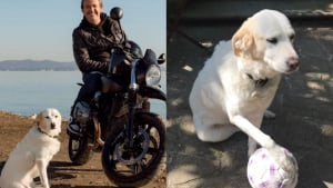 Illustration : "Jean-Luc Reichmann est en deuil, l'animateur annonce le décès de sa chienne Donna qui 