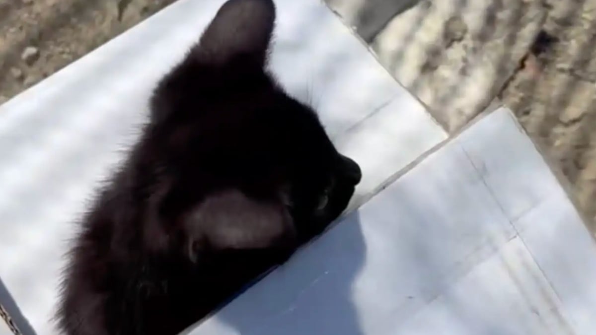 Illustration : "Un chaton abandonné dans une boîte en carton sur le trottoir obtient une chance de connaître un avenir meilleur (vidéo)"