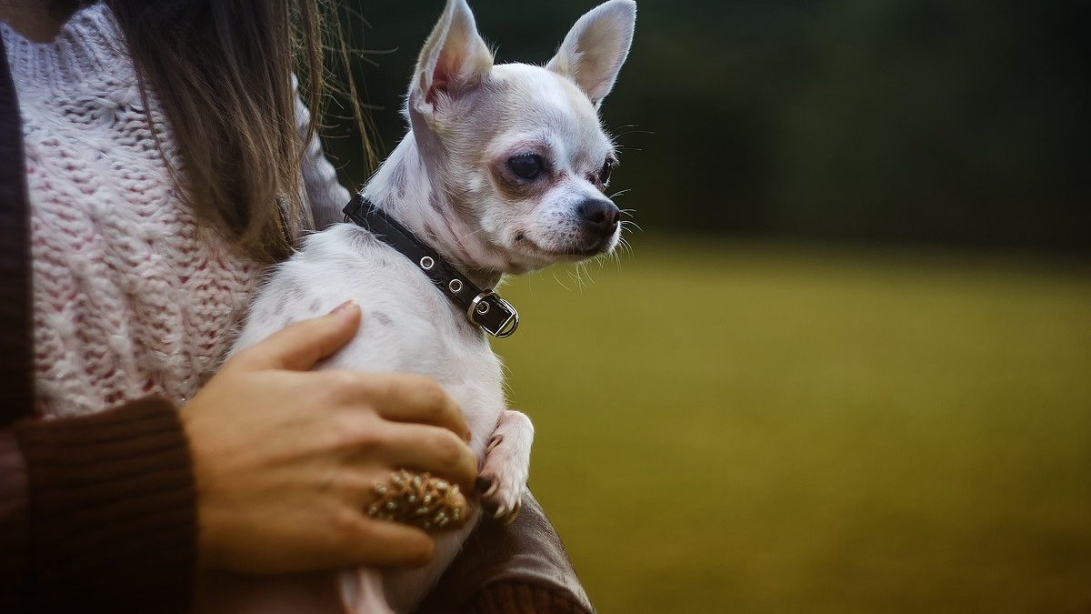 Illustration : "Un chien disparu depuis 7 ans retrouvé à 800 km retrouve sa maîtresse grâce à l'appel d'un vétérinaire"