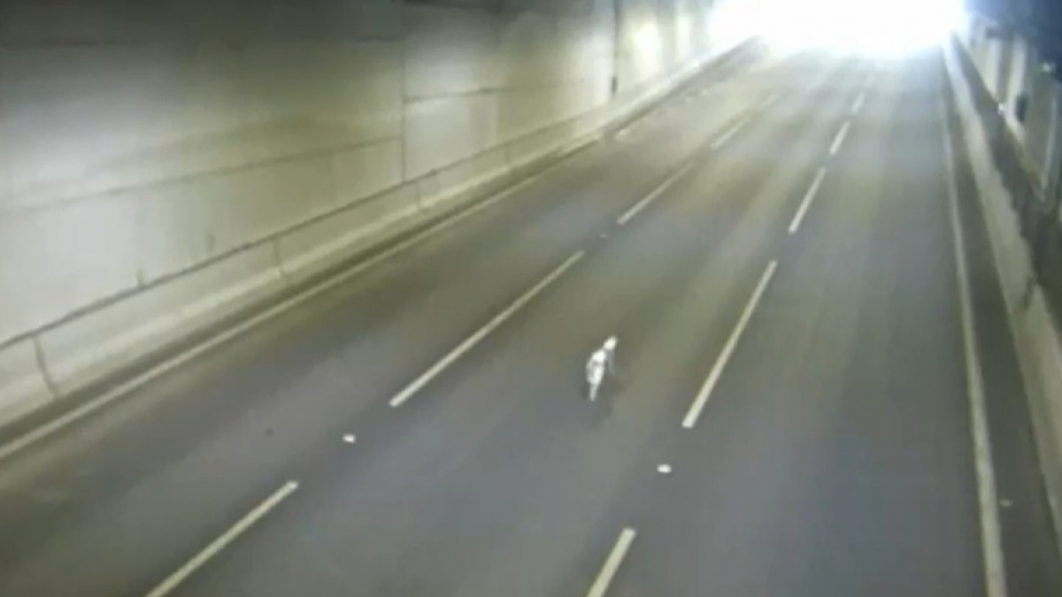 Illustration : "Un chien coincé dans un tunnel d’autoroute sauvé de justesse après une opération rapide"