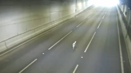 Illustration : Un chien coincé dans un tunnel d’autoroute sauvé de justesse après une opération rapide