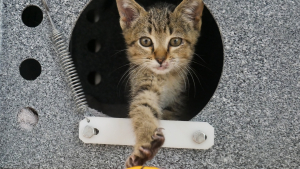 Illustration : Jeté sur l'autoroute depuis une voiture en mouvement, un chaton obtient une seconde chance dans la vie en trouvant un foyer aimant