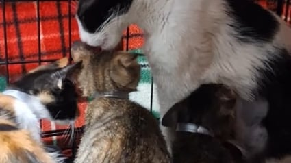 Illustration : Une famille de chats séparée au moment de son sauvetage est réunie lors de retrouvailles réconfortantes 