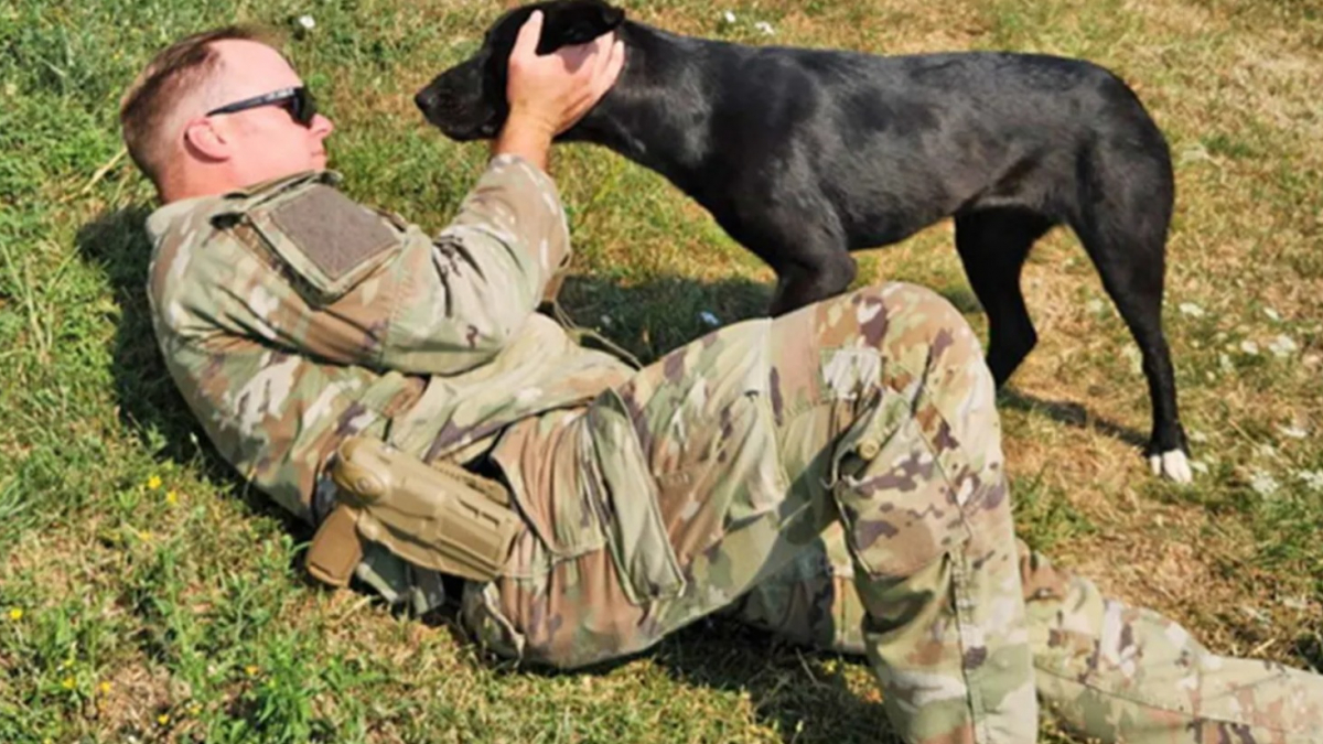 Illustration : "Un soldat déployé à l’étranger implore l’aide d’une association pour rapatrier Mia, une chienne errante en détresse"