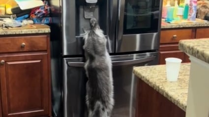 Illustration : Ce chat malin a pris le temps d’observer les gestes de son maître pour utiliser le frigo (vidéo)