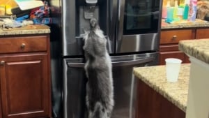 Illustration : "Ce chat malin a pris le temps d’observer les gestes de son maître pour utiliser le frigo (vidéo)"