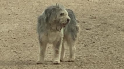 Illustration : Des bénévoles font appel à la "reine de la capture" qui fait honneur à sa réputation pour secourir un chien livré à lui-même depuis un an