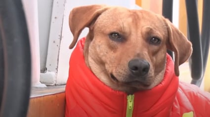 Illustration : Ce chien errant sauve une station-service après avoir été longtemps nourri par les employés