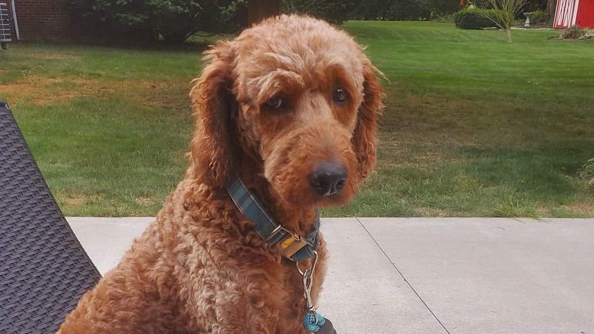 Illustration : "Voisins et policiers se mobilisent pendant 6 jours pour retrouver une chienne s'étant échappée de son nouveau foyer"