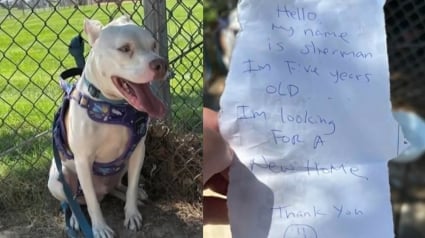 Illustration : Un propriétaire canin a "mal au coeur" en découvrant un Pitbull abandonné dans un parc et décide de l'intégrer à sa joyeuse meute