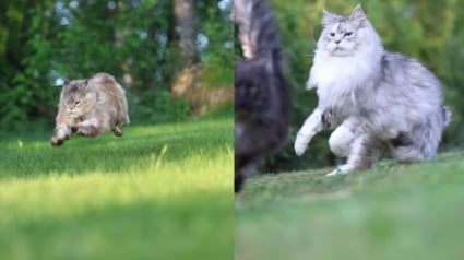 Illustration : Un propriétaire talentueux immortalise avec brio l'élégance de ses chattes Maine Coon dans une vidéo envoûtante