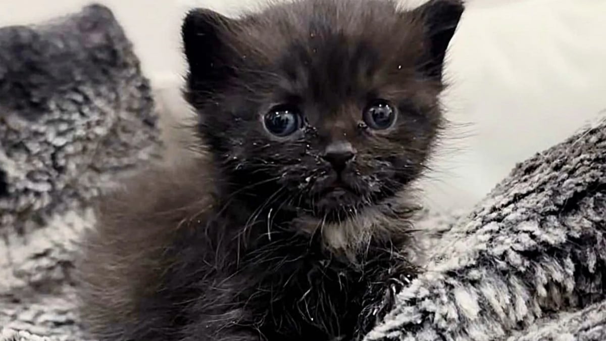 Illustration : "Des jeunes emmènent un chaton sans vie dans un refuge, qui fait tout son possible pour le sauver et lui offrir le meilleur"