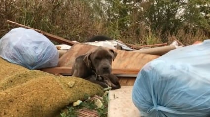 Illustration : Un chien vivant au milieu des ordures retrouve le goût de vivre grâce à sa famille d'accueil, qui ne voit plus sa vie sans lui (vidéo)