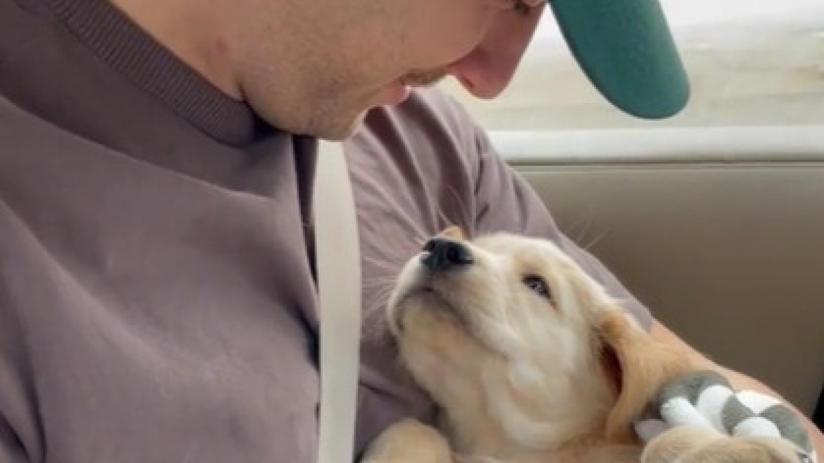 Illustration : "Ce chiot tombe amoureux de son nouveau maître dès le premier regard (vidéo) "