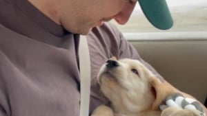 Illustration : "Ce chiot tombe amoureux de son nouveau maître dès le premier regard (vidéo) "