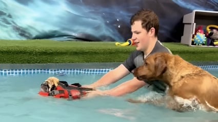 Illustration : Inquiet pour son ami, un Labrador tente de sauver un Carlin pendant son cours de natation à la piscine (vidéo)