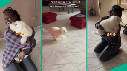 Illustration : Ce petit chien explose de joie en retrouvant sa maîtresse après 8 mois de séparation (vidéo)