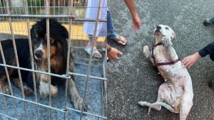 Illustration : Trois chiens proches de la noyade sauvés d’un canal en crue grâce à leurs aboiements qui ont alerté les secours