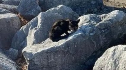 Illustration : Un chaton de 5 mois qui vivait seul dans les rochers au bord d'un lac trouve le foyer chaleureux de ses rêves (vidéo)