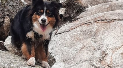 Illustration : Une chienne perdue lors des vacances parcourt 160 km pendant un mois pour retrouver ses maîtres ébahis