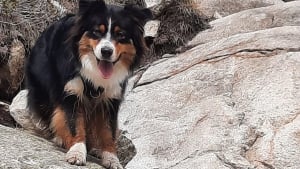 Illustration : "Une chienne perdue lors des vacances parcourt 160 km pendant un mois pour retrouver ses maîtres ébahis"