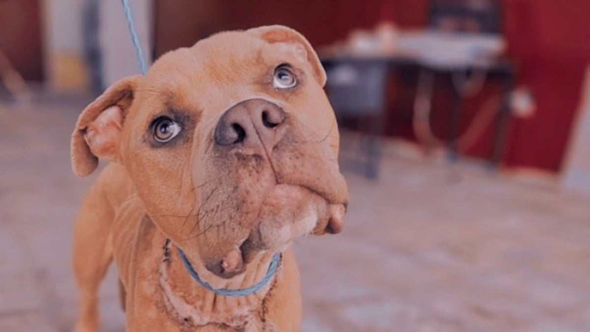 Illustration : "Après des années à ne connaître que la douleur, un chien résilient goûte enfin au bonheur d’un foyer aimant (vidéo)"