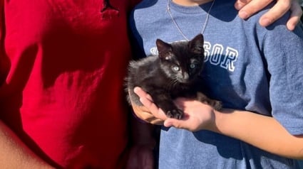 Illustration : La chance sourit à un chaton coincé au bord d'une autoroute et repéré par un ouvrier qui en fait le nouveau membre de sa famille