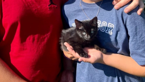 Illustration : La chance sourit à un chaton coincé au bord d'une autoroute et repéré par un ouvrier qui en fait le nouveau membre de sa famille