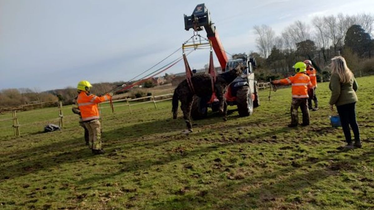 Illustration : "Des pompiers effectuent une opération de 3 heures pour sauver un cheval de 37 ans, sa propriétaire lance une collecte de fonds pour les remercier"