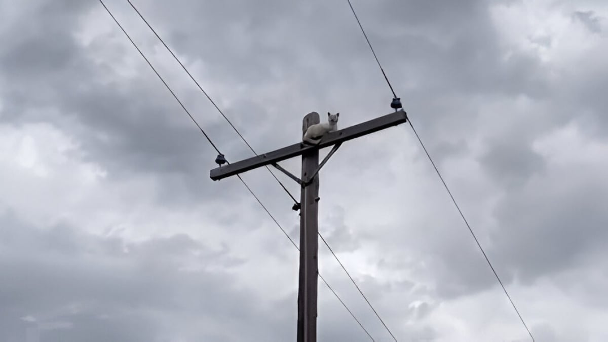 Illustration : "En choisissant le sommet d'un poteau électrique pour faire la sieste, ce chat Siamois a provoqué une panne d’électricité dans tout le quartier (vidéo)"