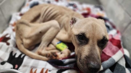 Illustration : Cette chienne squelettique qui se bat pour sa survie peut désormais prétendre à "un avenir incroyable" grâce au soutien massif qu'elle reçoit