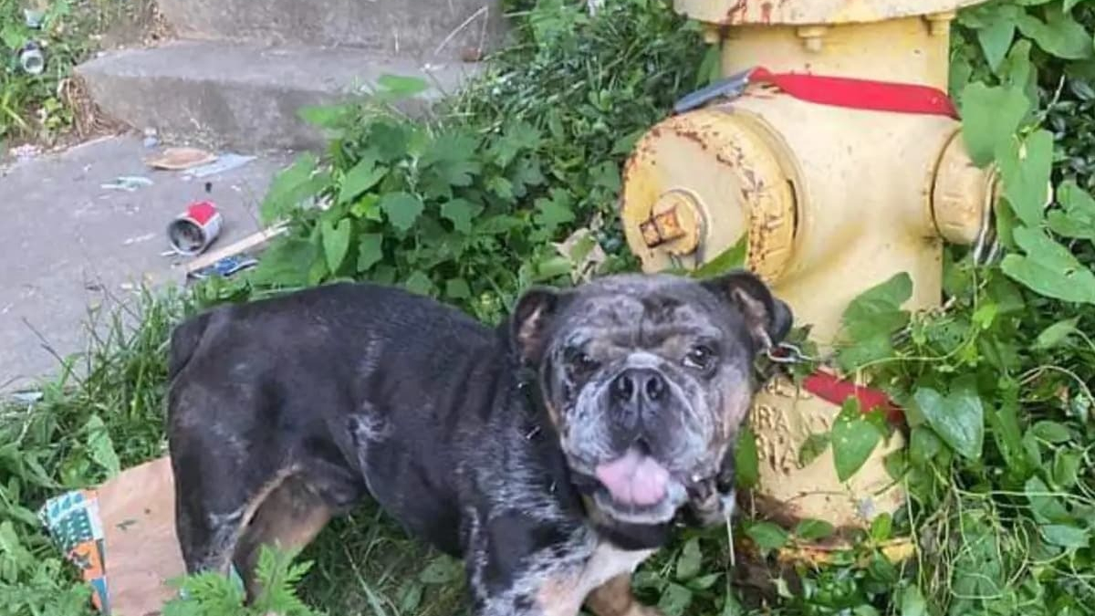 Illustration : "La détresse d'un chien abandonné et attaché à une bouche d'incendie laisse place à une nouvelle vie dès l'arrivée d'une bénévole"