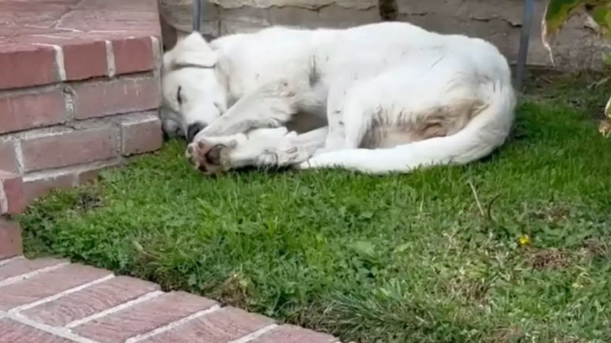 Illustration : "Une femme découvre une chienne épuisée endormie dans son jardin, révélant un passé de maltraitance, et lui offre une seconde chance"