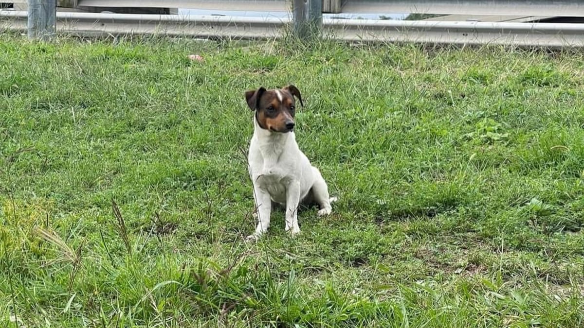 Illustration : "Après des semaines de cavale sur une route dangereuse, un Jack Russell terrifié enfin secouru près d'un aéroport"