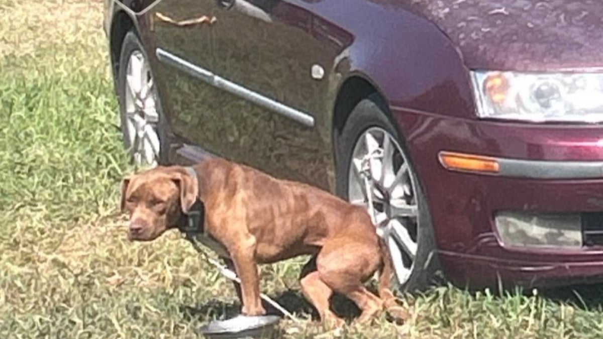 Illustration : "La vague d'indignation face à la photo d’un chien attaché à une voiture mène à un sauvetage et à une enquête policière"