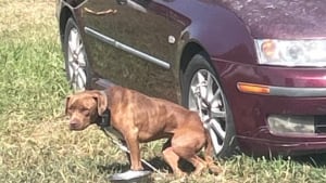 Illustration : "La vague d'indignation face à la photo d’un chien attaché à une voiture mène à un sauvetage et à une enquête policière"